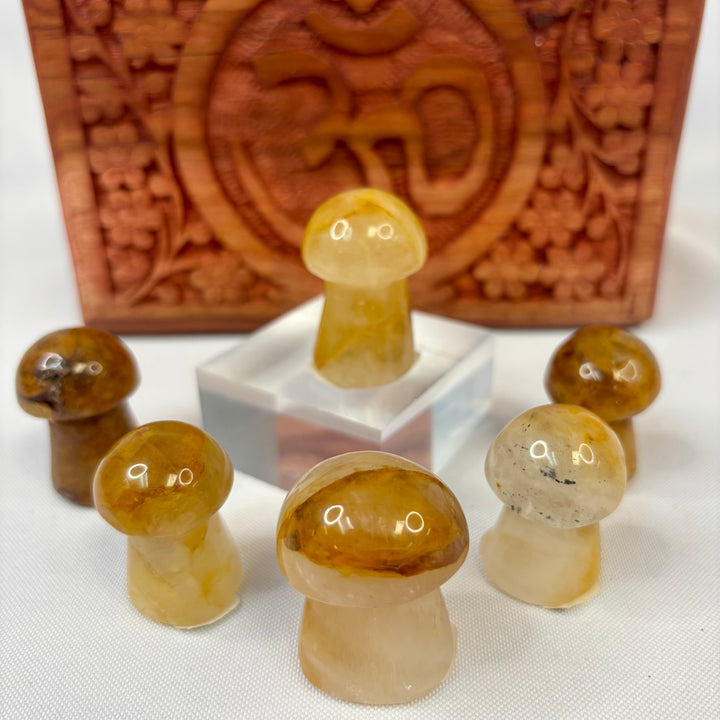 Golden Healer Mushroom- MS25010