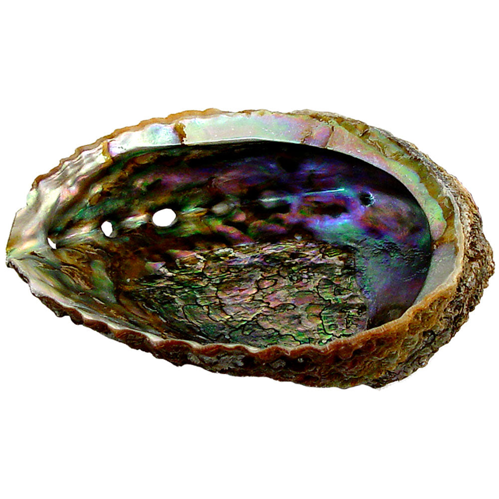 Abalone Shell 5"-6"