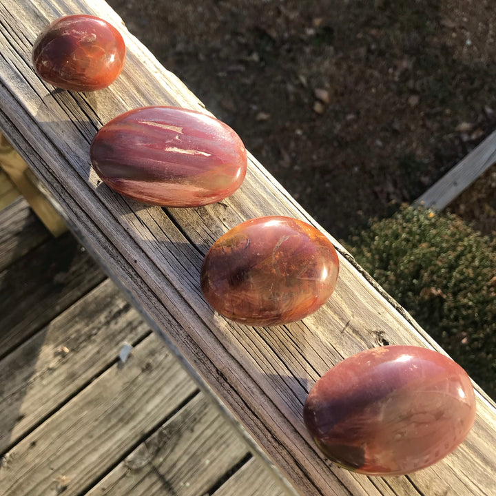 Petrified Wood Palm Stone WZ1036b-PS17