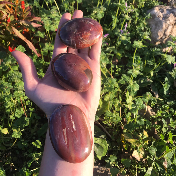 Petrified Wood Palm Stone WZ1036b-PS17