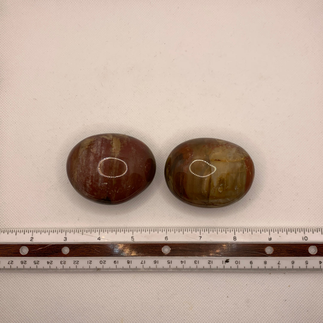 Petrified Wood Palm Stone WZ1036a-PS17