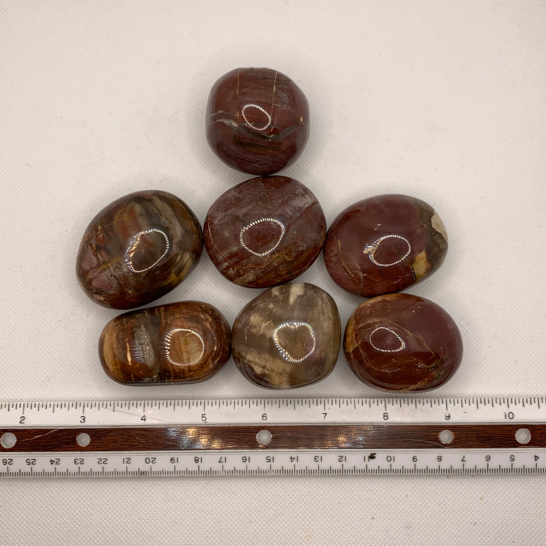 Petrified Wood Palm Stone PS17-2