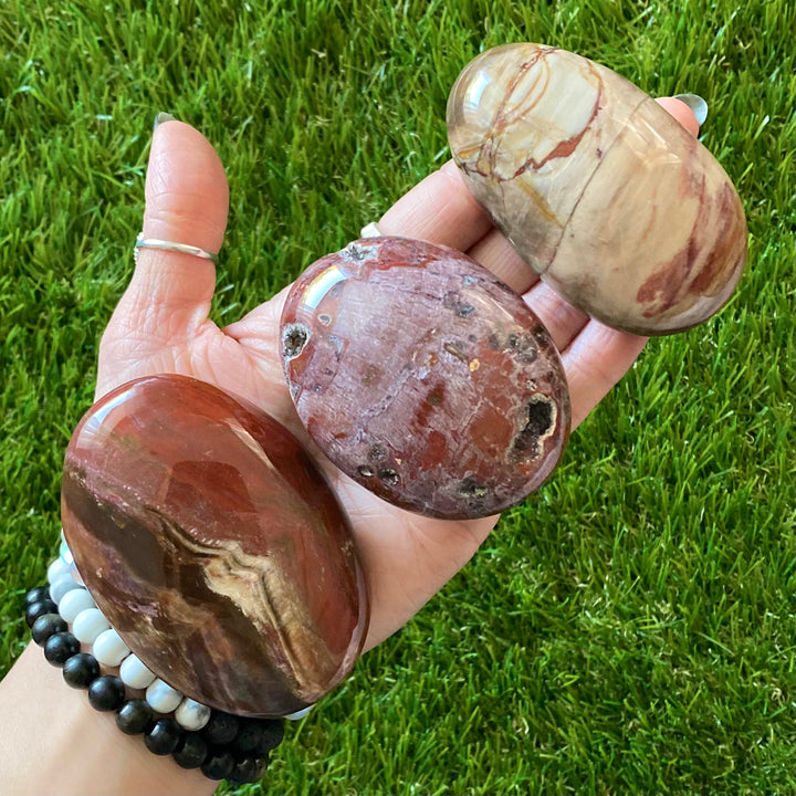 Petrified Wood Palm Stone PS17-5