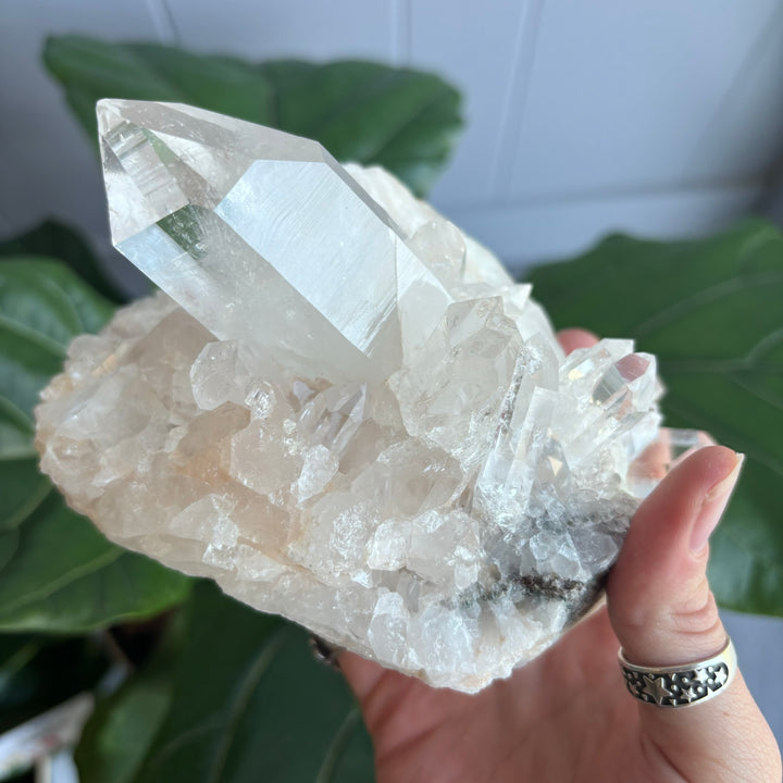 'AAA' Grade Lemurian Cluster LEM7-11