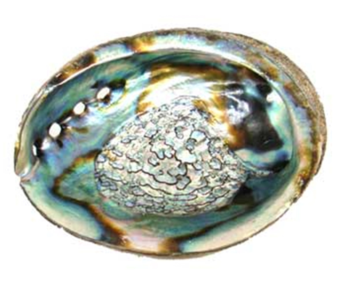 Abalone Shell 3"-4"