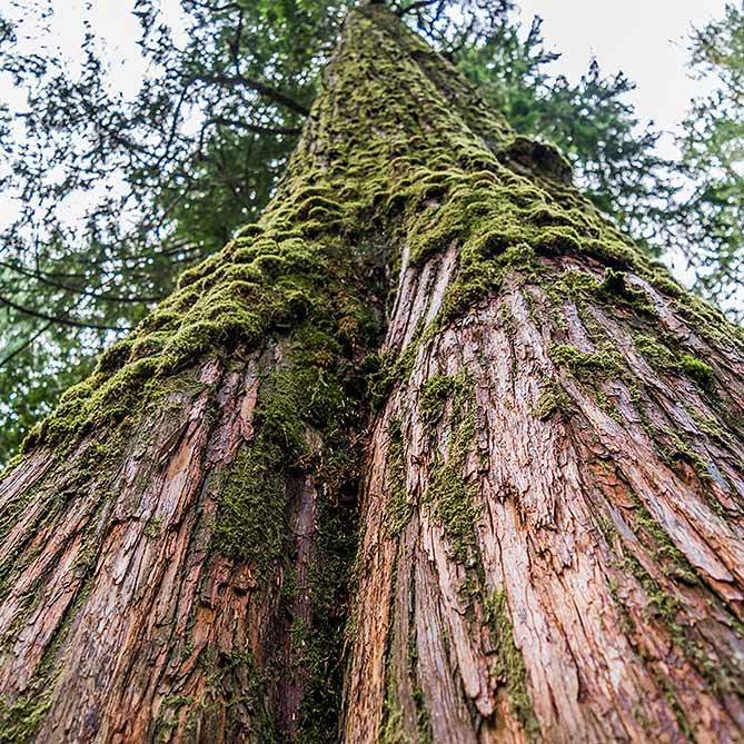 Cedarwood Essential Oil: .5 fl oz