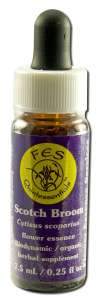 FES Flower Essence (1/4 oz), Scotch Broom