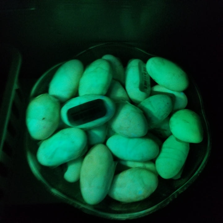 Glowing Pebble CG102