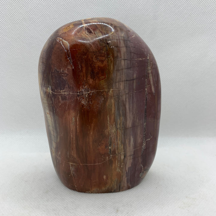 Petrified Wood Polished CCEC752