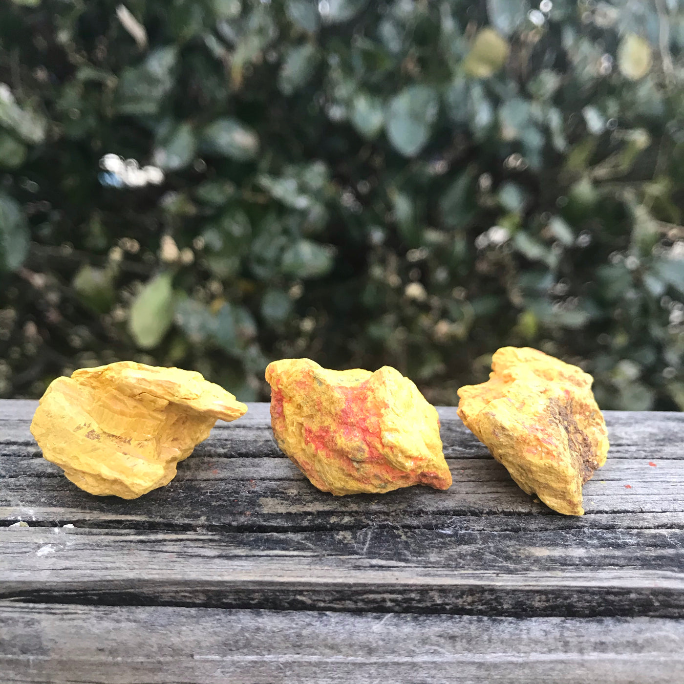 Ruby Sulphur WZ13146