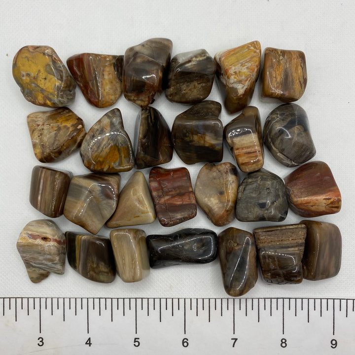 Petrified Wood Polished P110