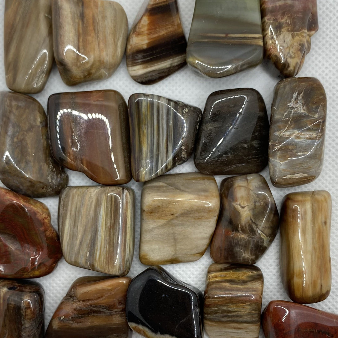 Petrified Wood Polished P108