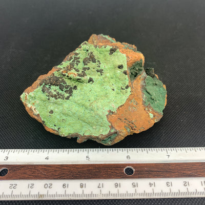 Coni Calcite WZ825b
