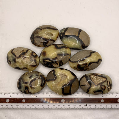 Septarian Palm Stone-PS13-2