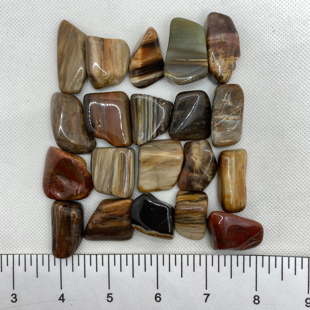 Petrified Wood Polished P108