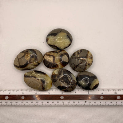 Septarian Palm Stone-PS13-1