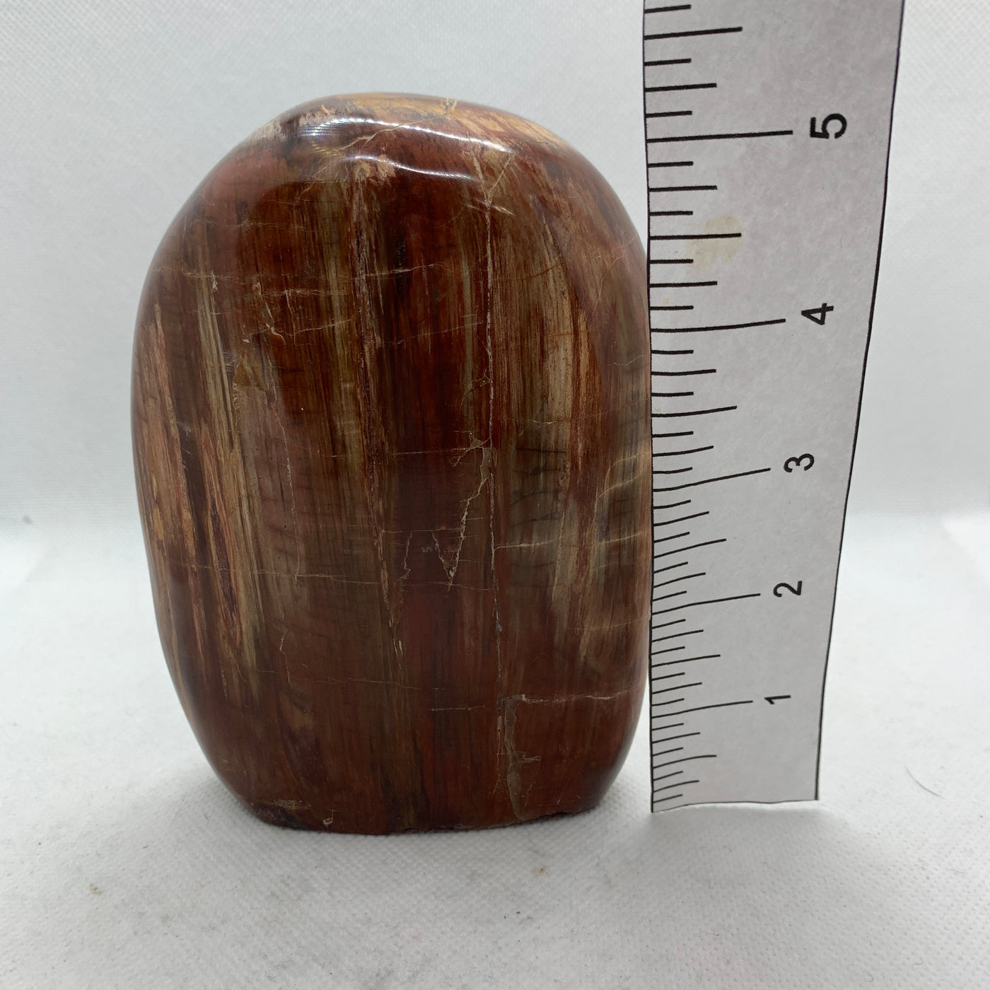Petrified Wood Polished CCEC752