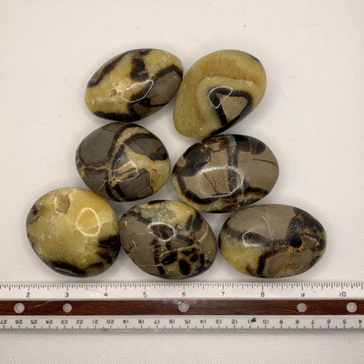 Septarian Palm Stone-PS13-3