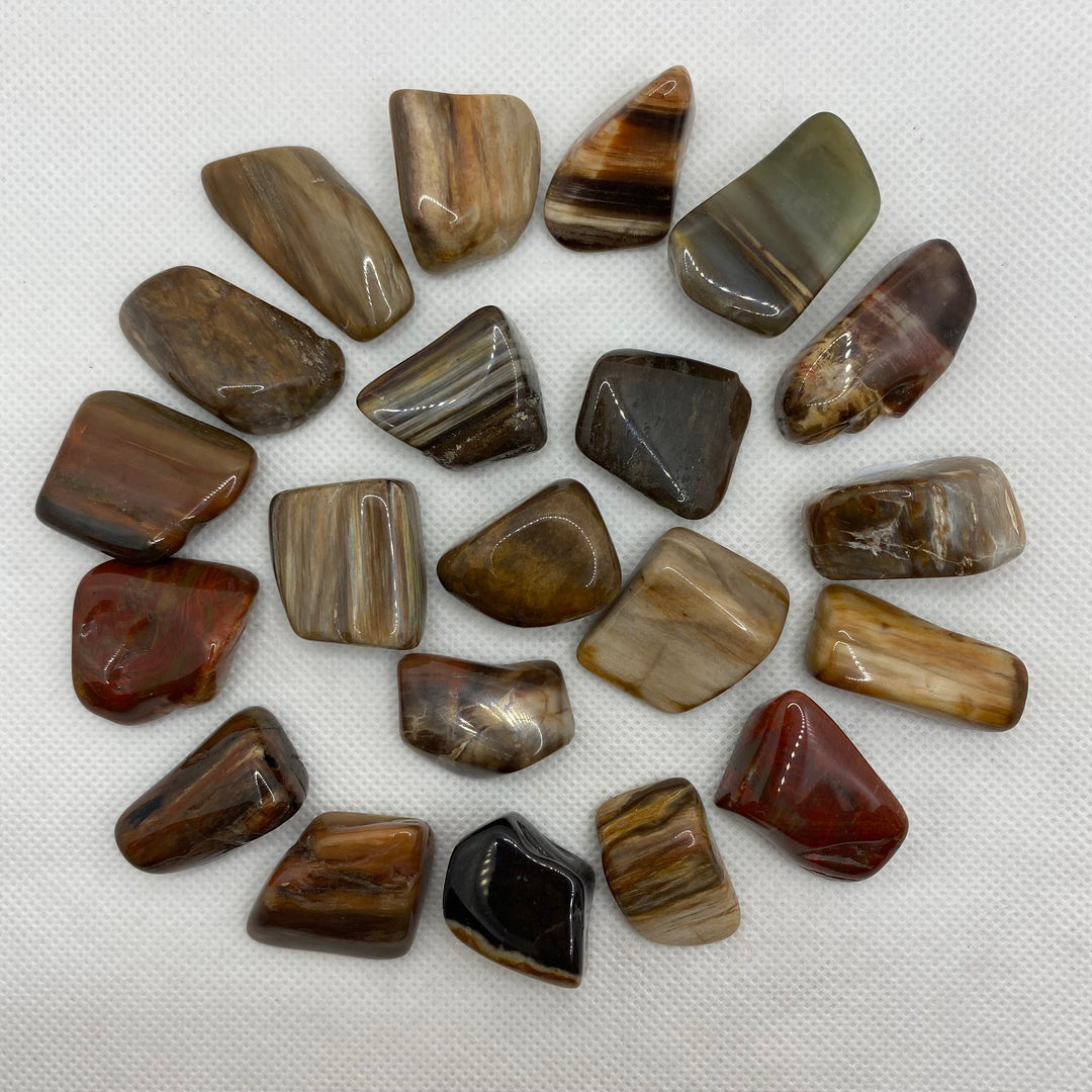 Petrified Wood Polished P108