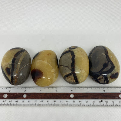 Septarian Palm Stone PS13-16WZ