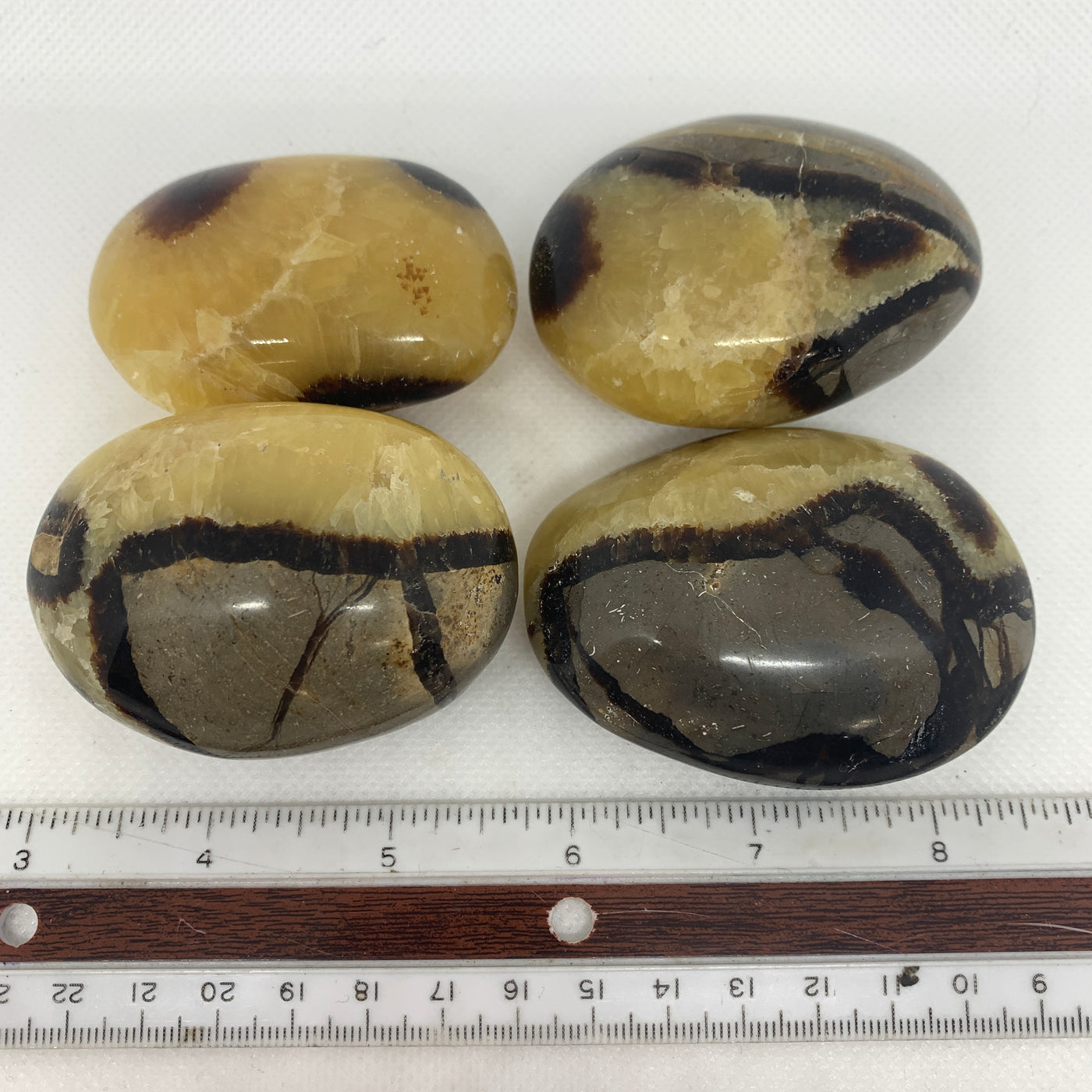 Septarian Palm Stone PS13-16WZ