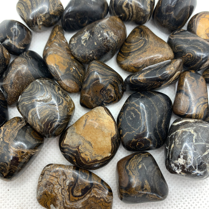 Stromatolite Polished X501