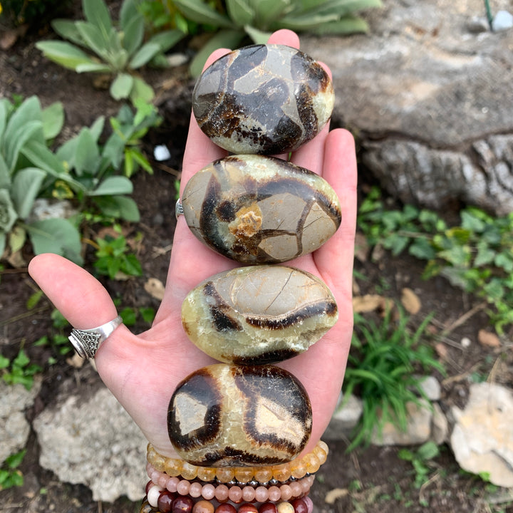 Septarian Palm Stone-PS13-1