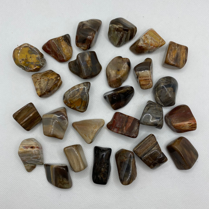 Petrified Wood Polished P110