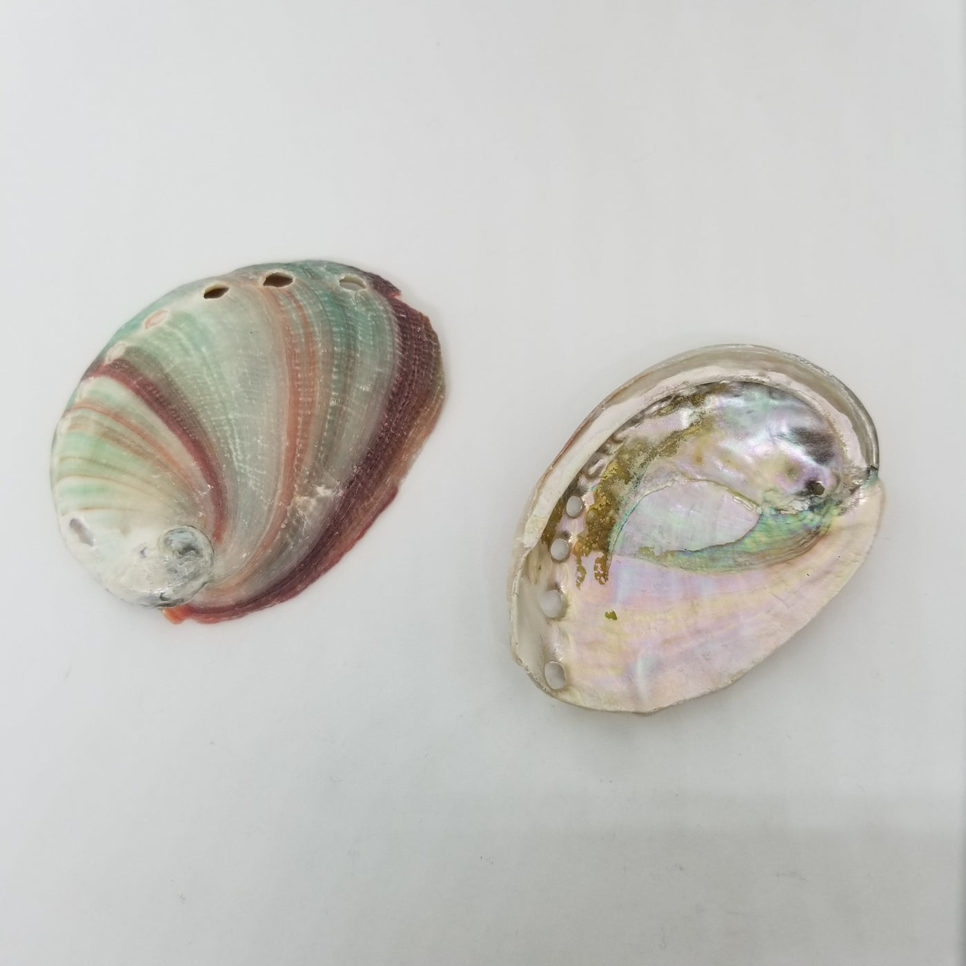 Red Abalone Shell-Small